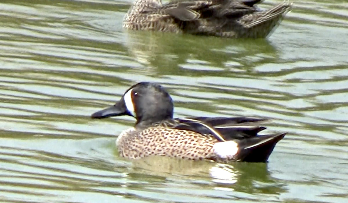 Blue-winged Teal - ML617441153