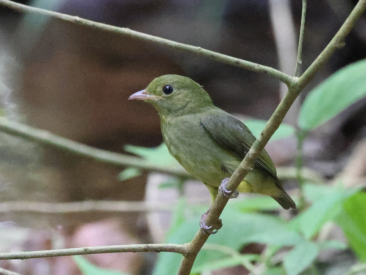 Red-capped Manakin - ML617441178