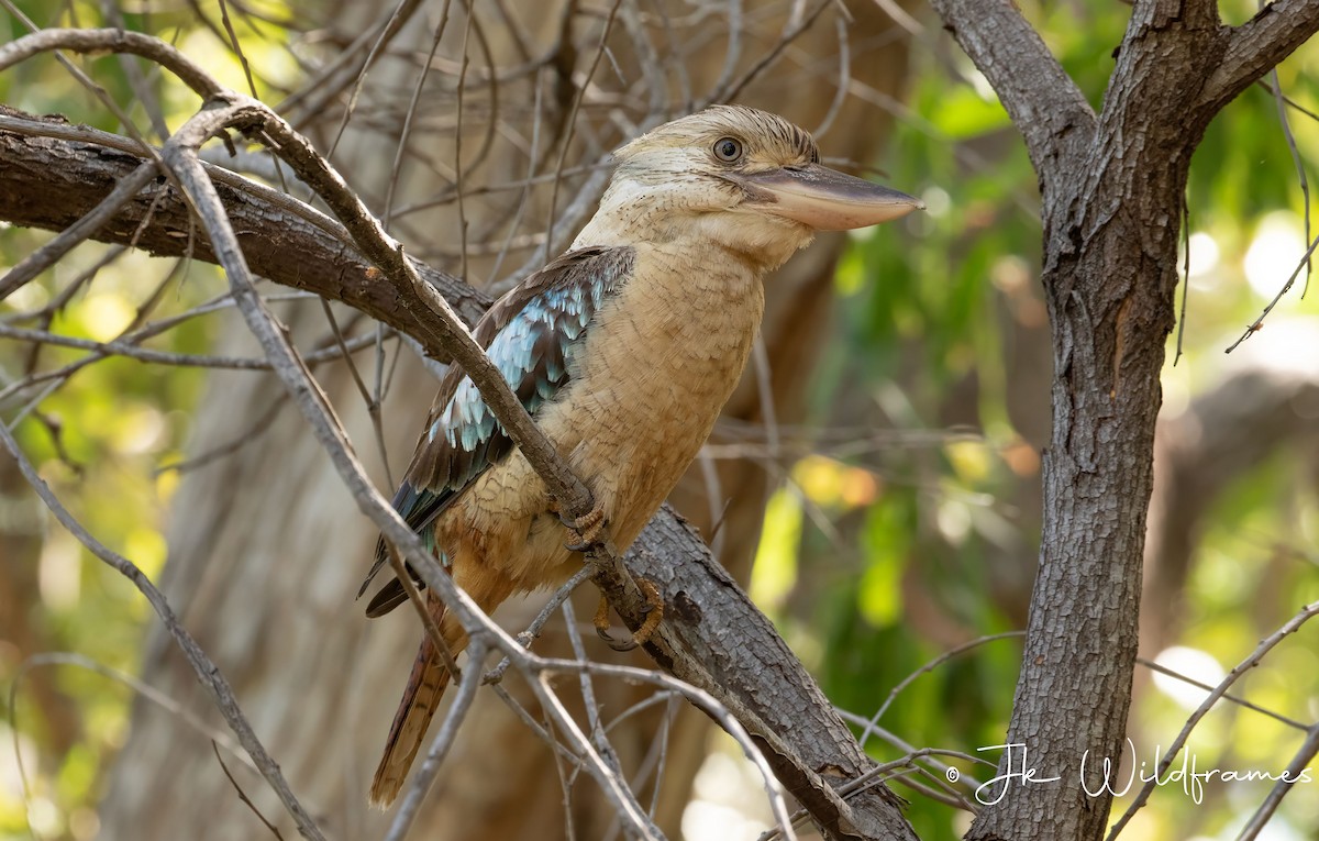 Blue-winged Kookaburra - JK Malkoha