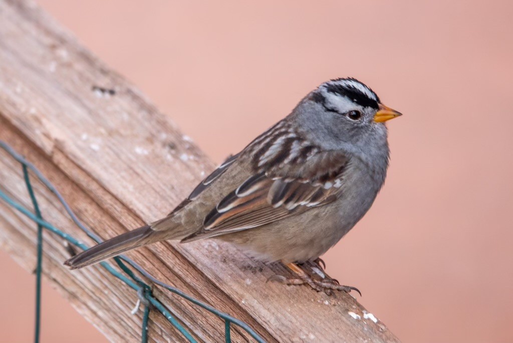 White-crowned Sparrow - ML617441186
