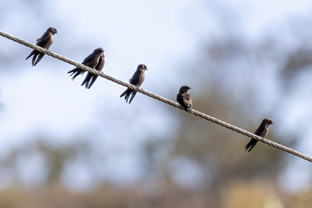 White-thighed Swallow - ML617441189