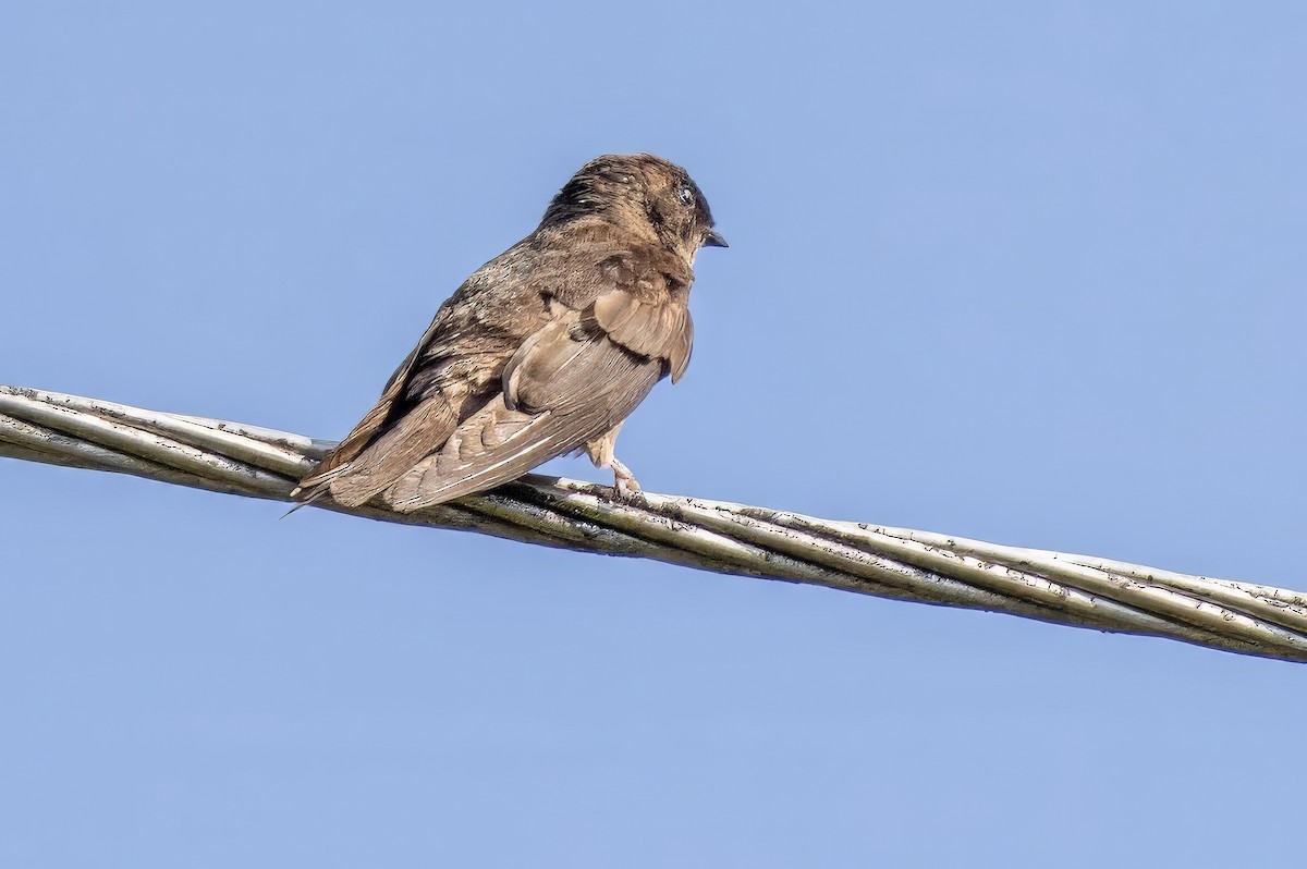 White-thighed Swallow - ML617441256