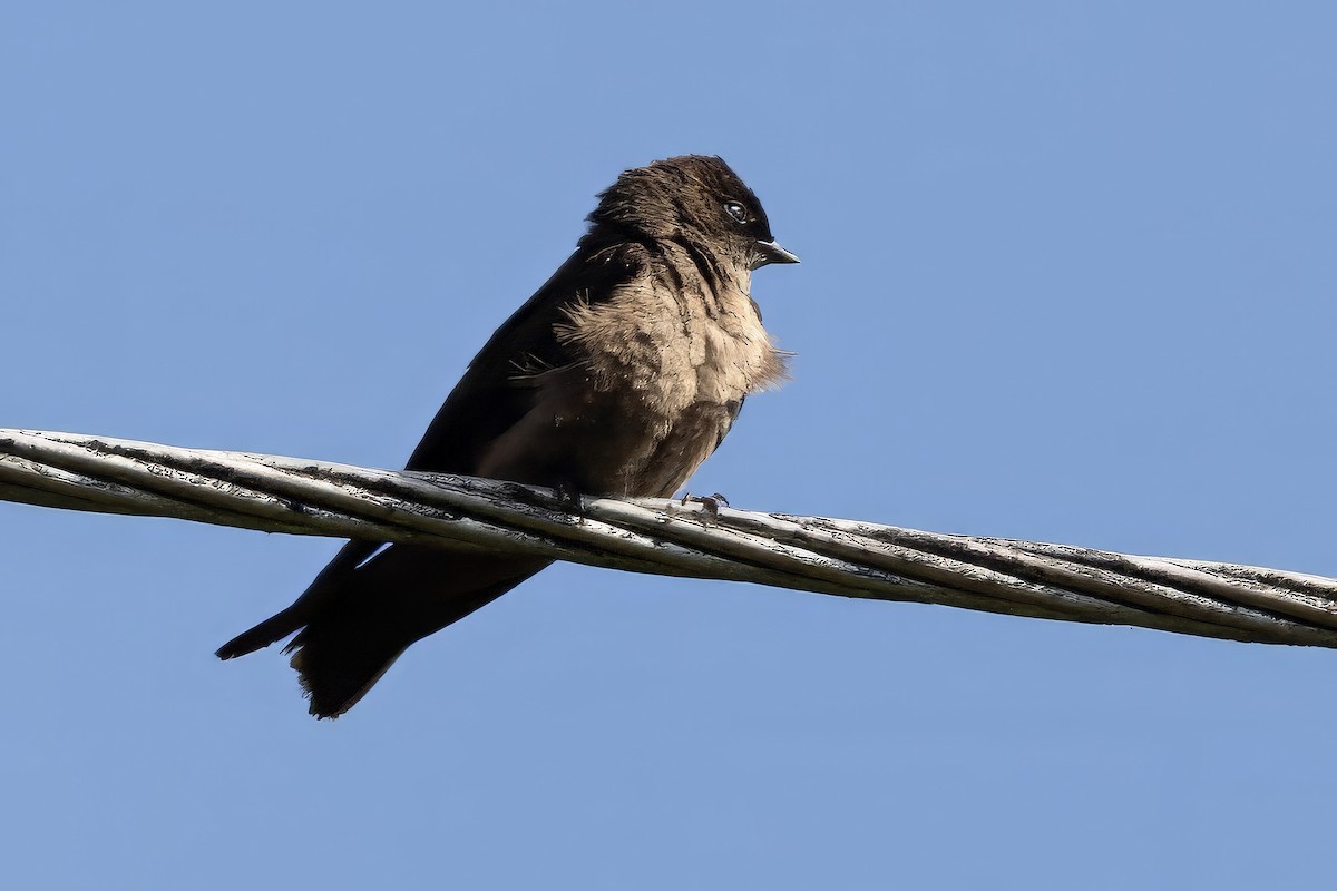White-thighed Swallow - Sandy & Bob Sipe