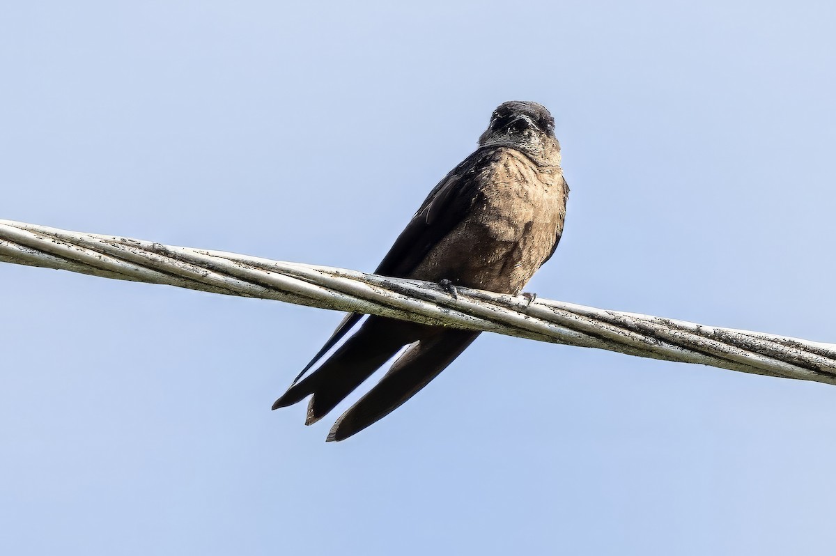 White-thighed Swallow - ML617441265