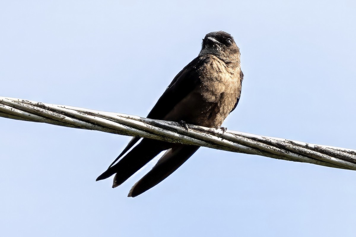 White-thighed Swallow - ML617441266