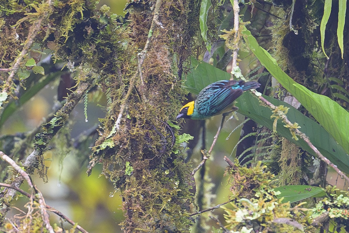 Saffron-crowned Tanager - ML617441290