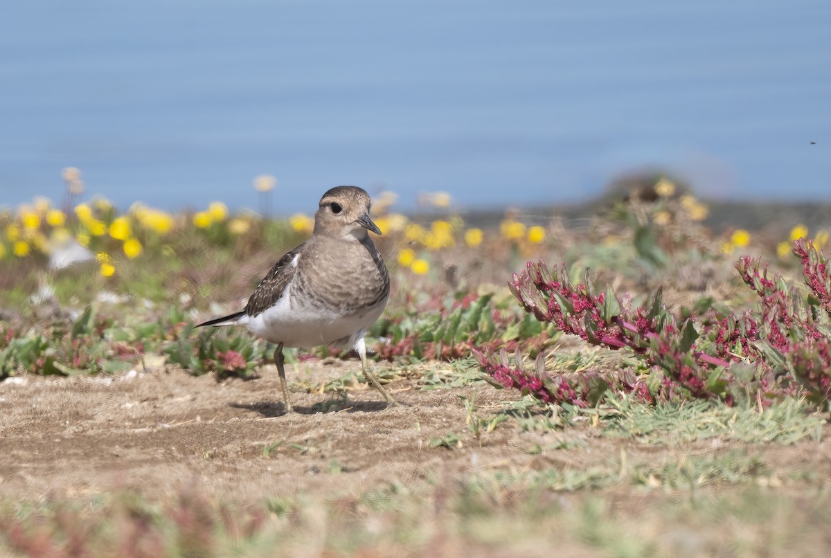 Rufous-chested Dotterel - ML617441370