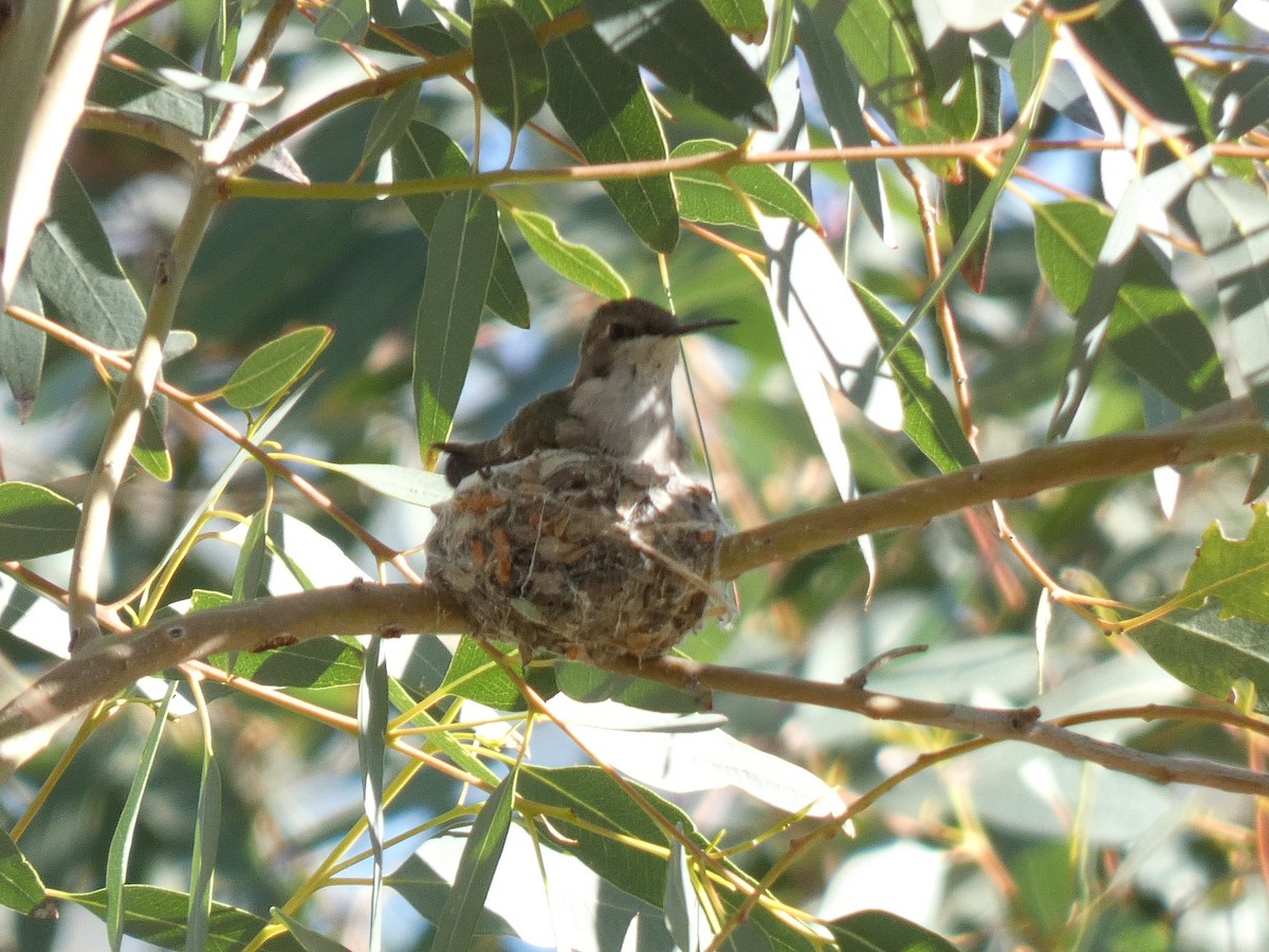 Black-chinned Hummingbird - Paul Suchanek