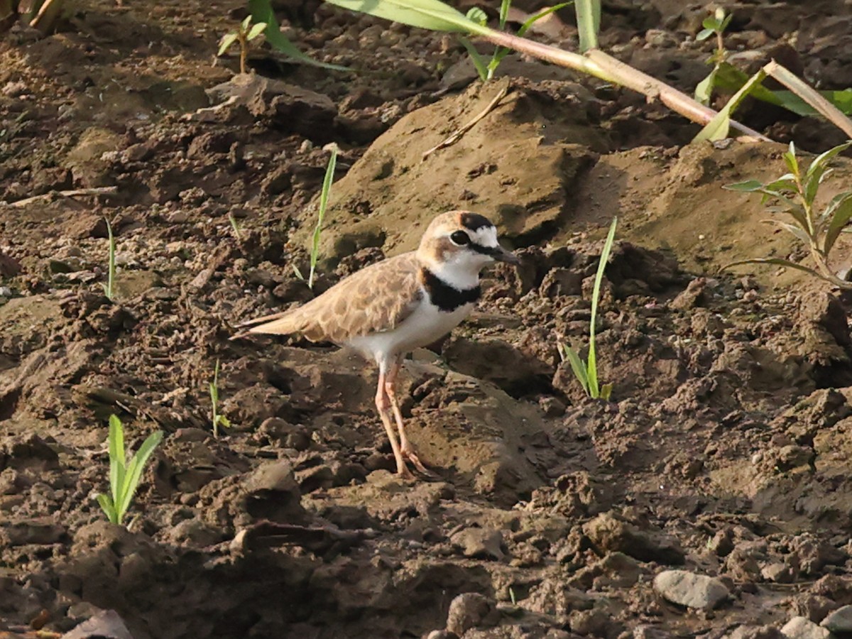 Collared Plover - ML617441409