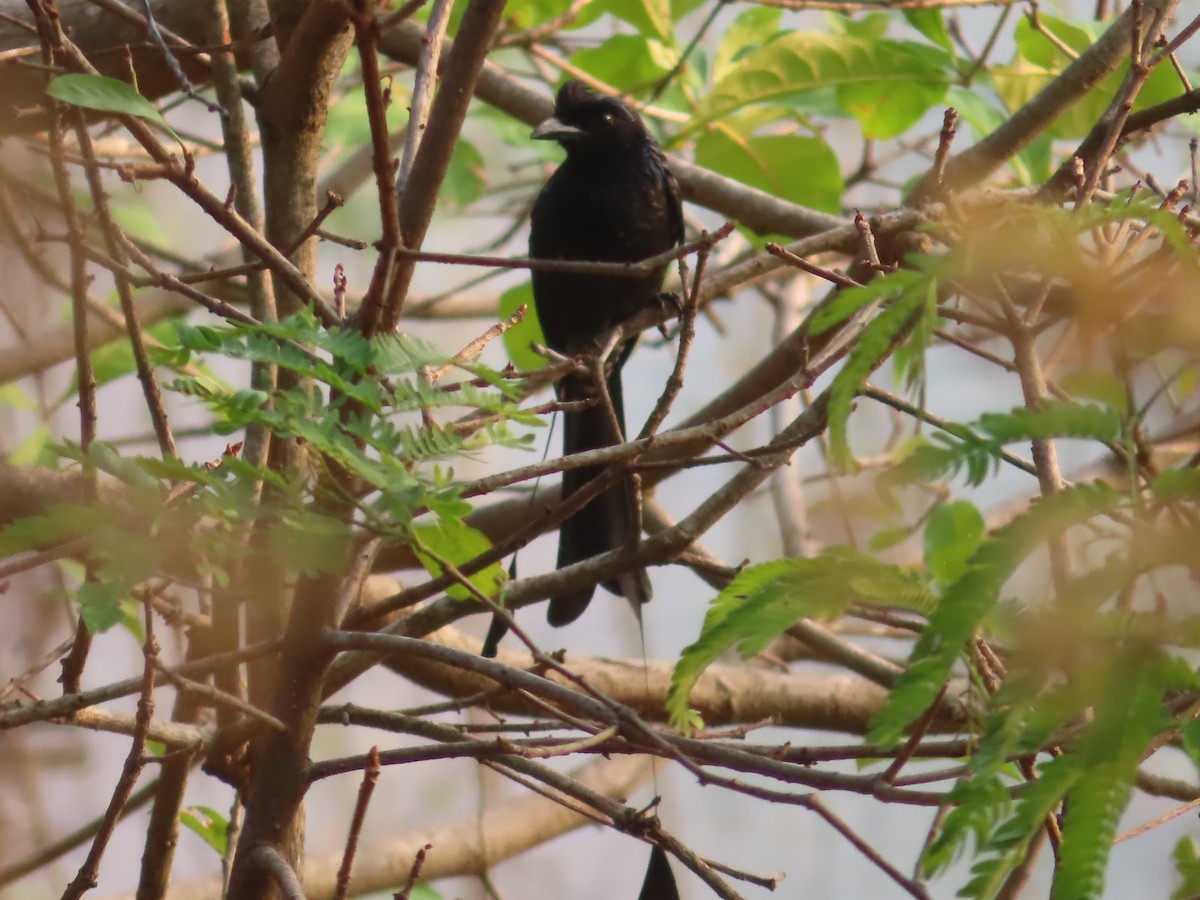 Greater Racket-tailed Drongo - ML617441413