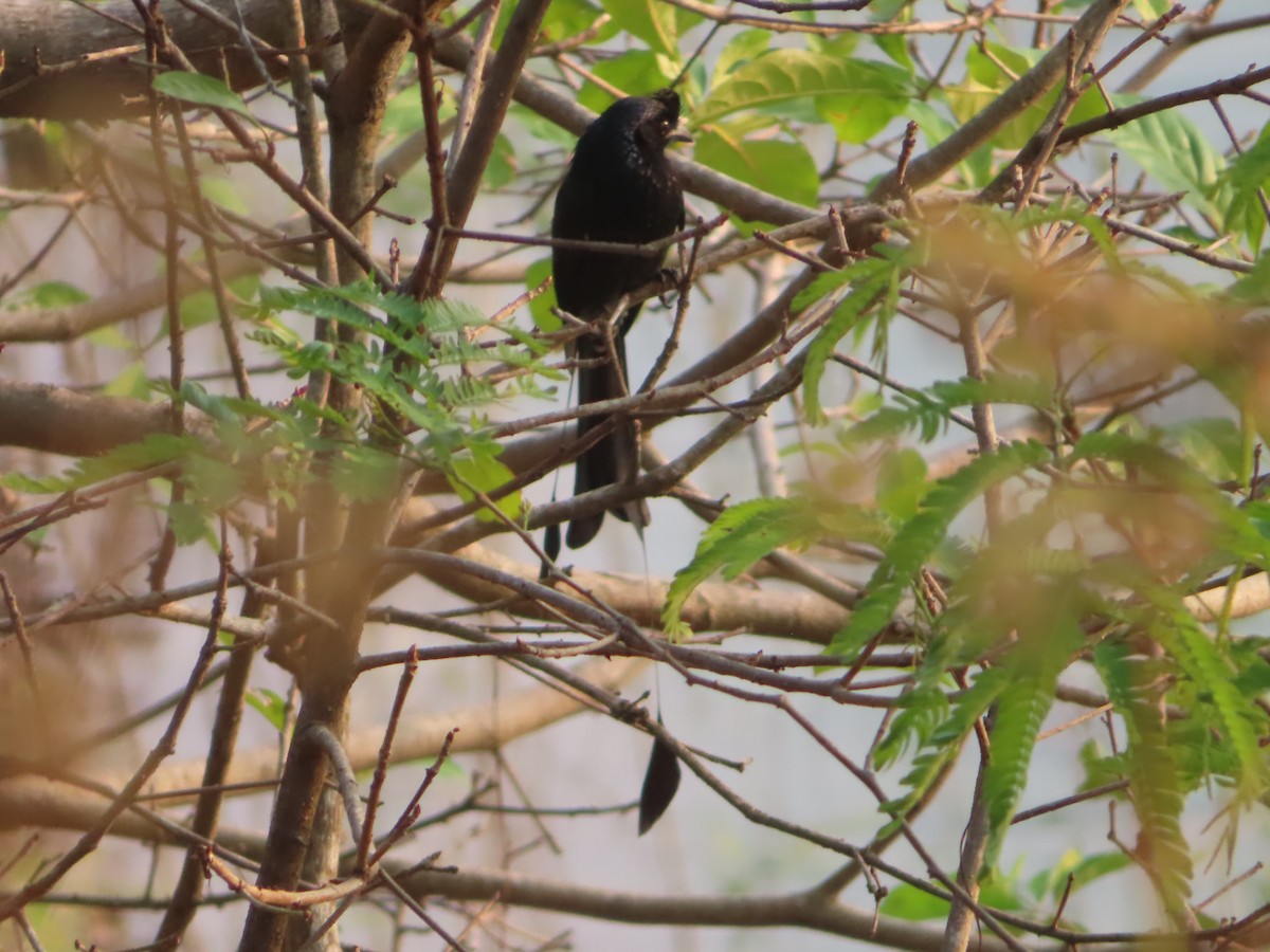 Greater Racket-tailed Drongo - ML617441427
