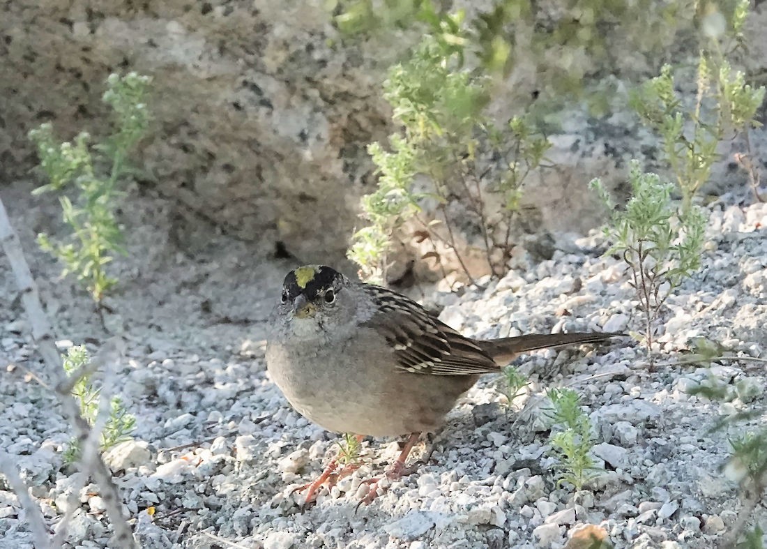 Golden-crowned Sparrow - ML617441595