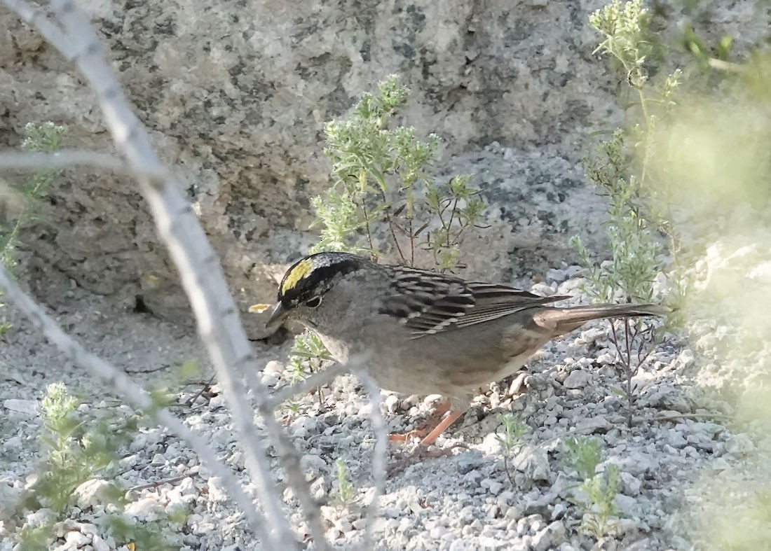 Golden-crowned Sparrow - ML617441596