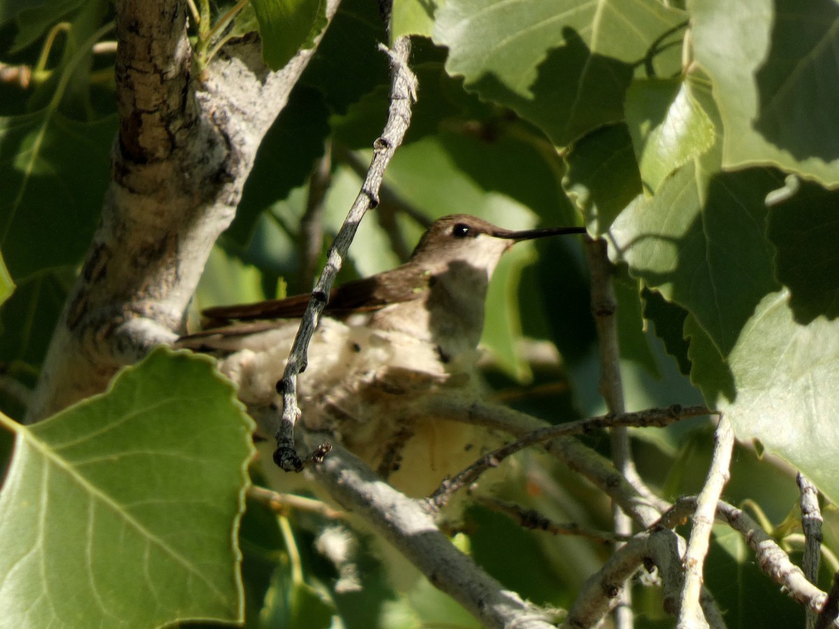 Black-chinned Hummingbird - Paul Suchanek