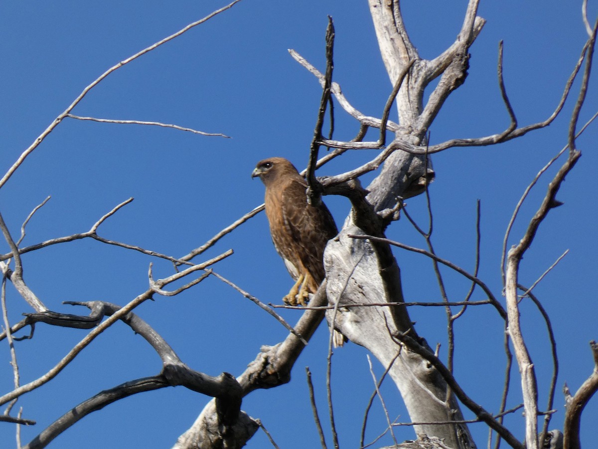 Red-tailed Hawk - ML617441643