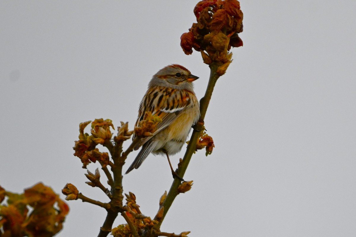 American Tree Sparrow - ML617441793