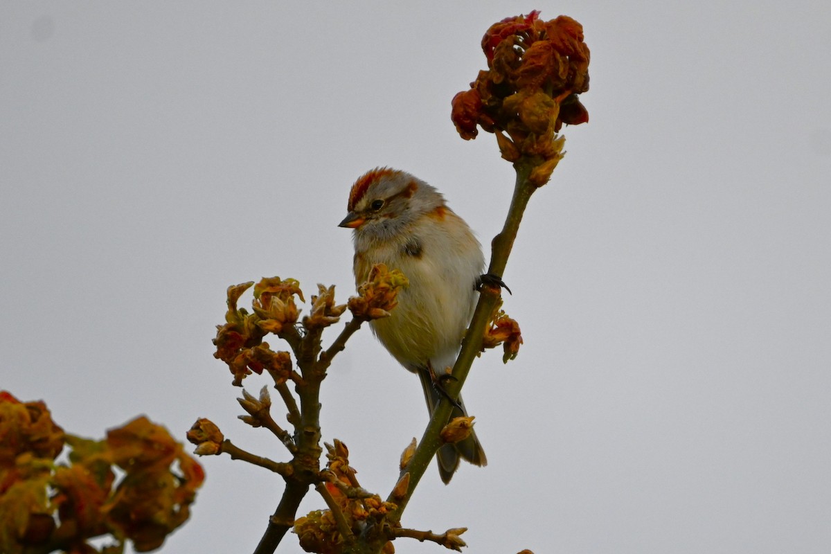 American Tree Sparrow - Geoffrey Newell