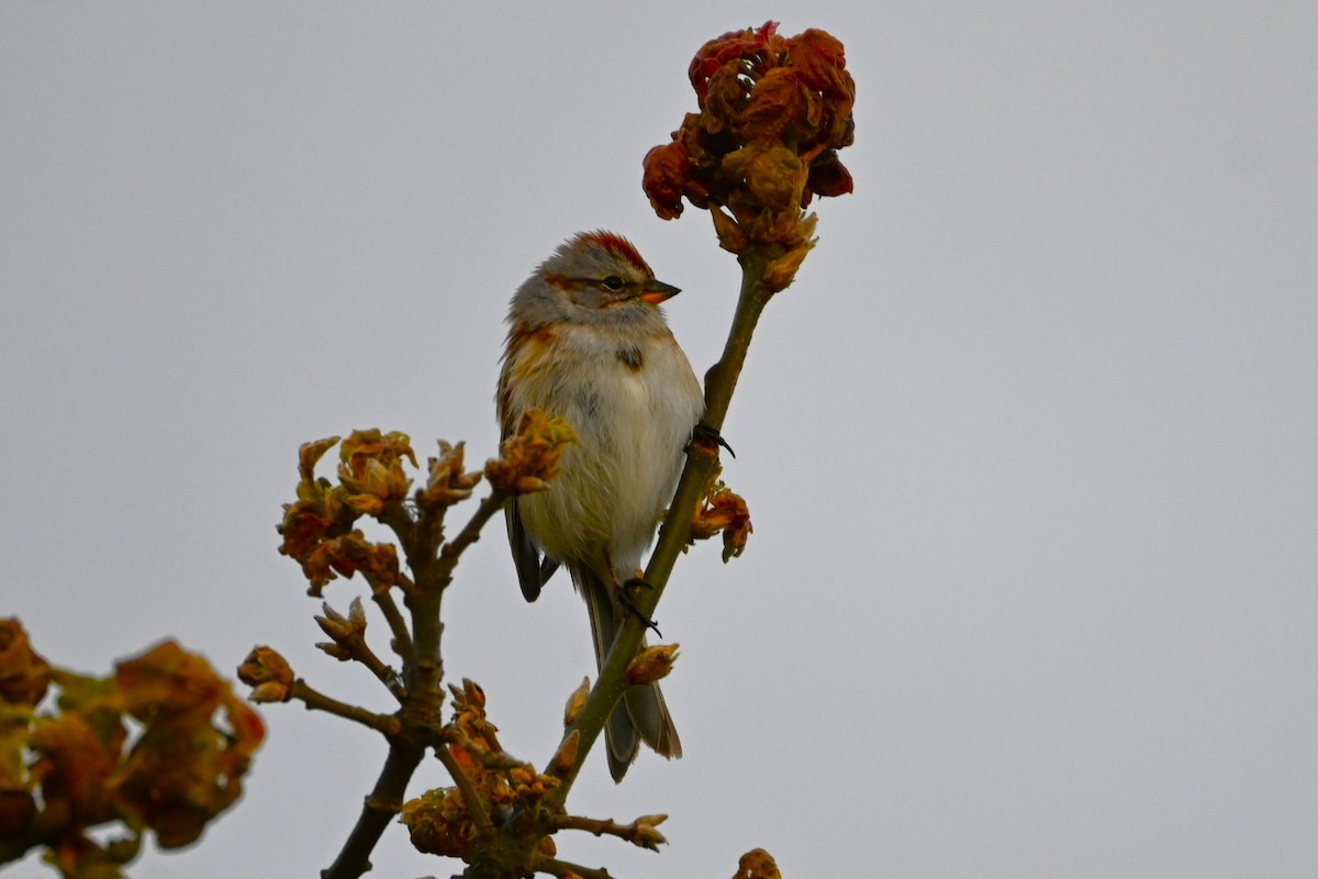 American Tree Sparrow - Geoffrey Newell