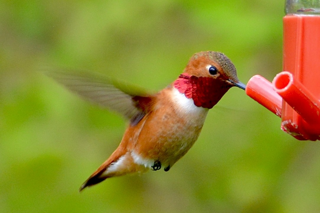 Rufous Hummingbird - ML617441868