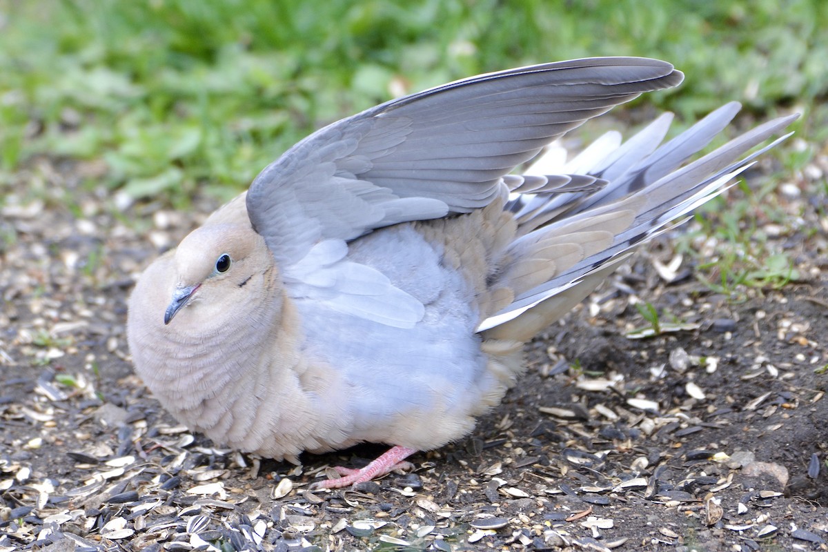 Mourning Dove - lise owens