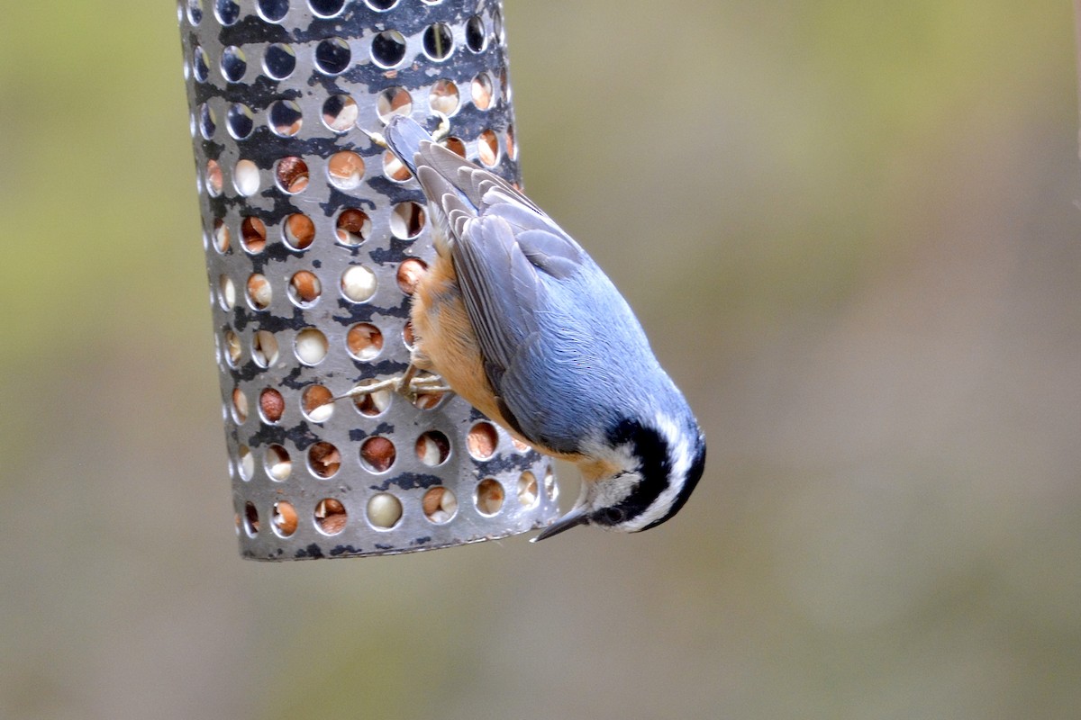 Red-breasted Nuthatch - ML617441900