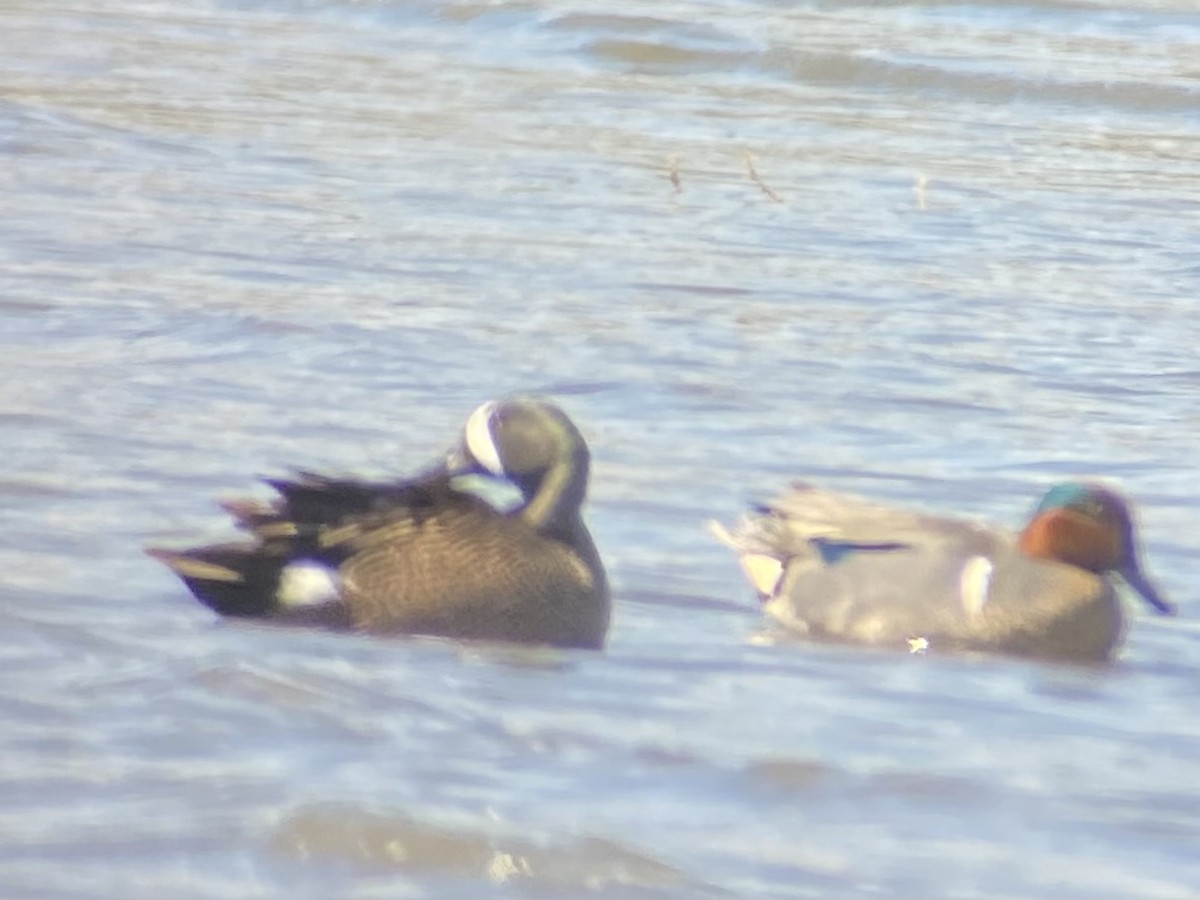Blue-winged Teal - ML617442076