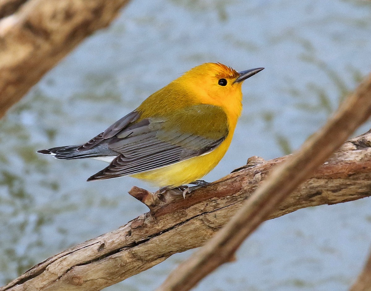 Prothonotary Warbler - Sherrie Quillen