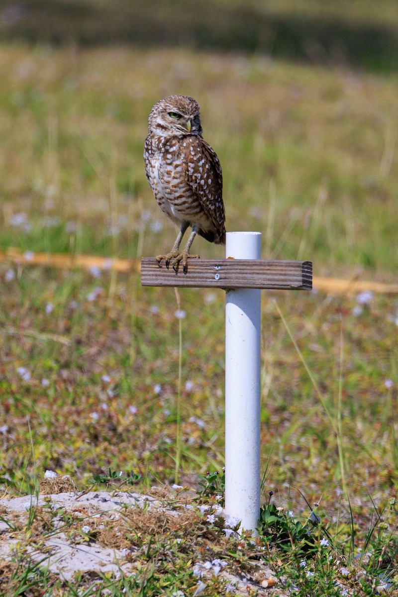 Burrowing Owl - ML617442267