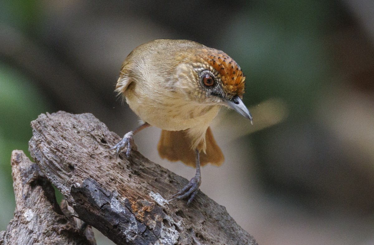 Scaly-crowned Babbler - ML617442271