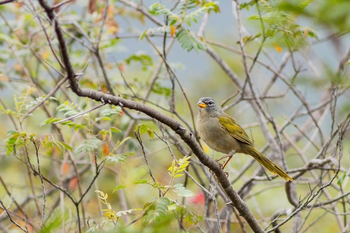 Pale-throated Pampa-Finch - ML617442336