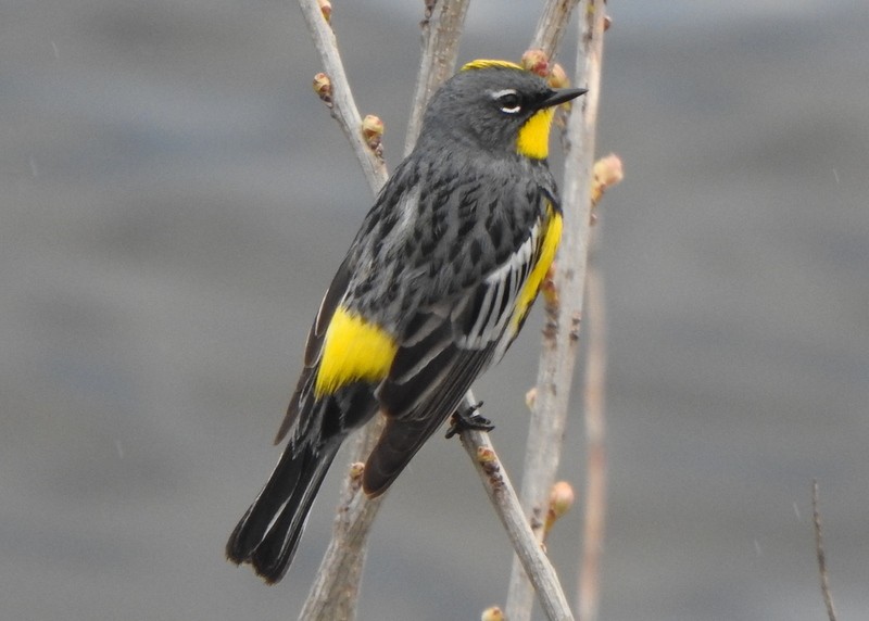 Yellow-rumped Warbler (Audubon's) - ML617442362