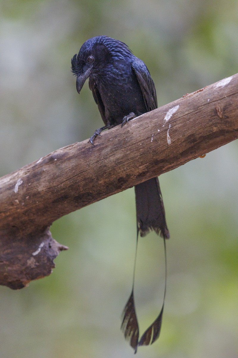 Greater Racket-tailed Drongo - ML617442435