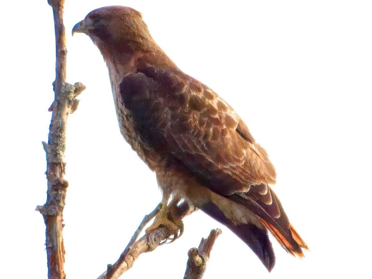 Red-tailed Hawk (calurus/alascensis) - ML617442440
