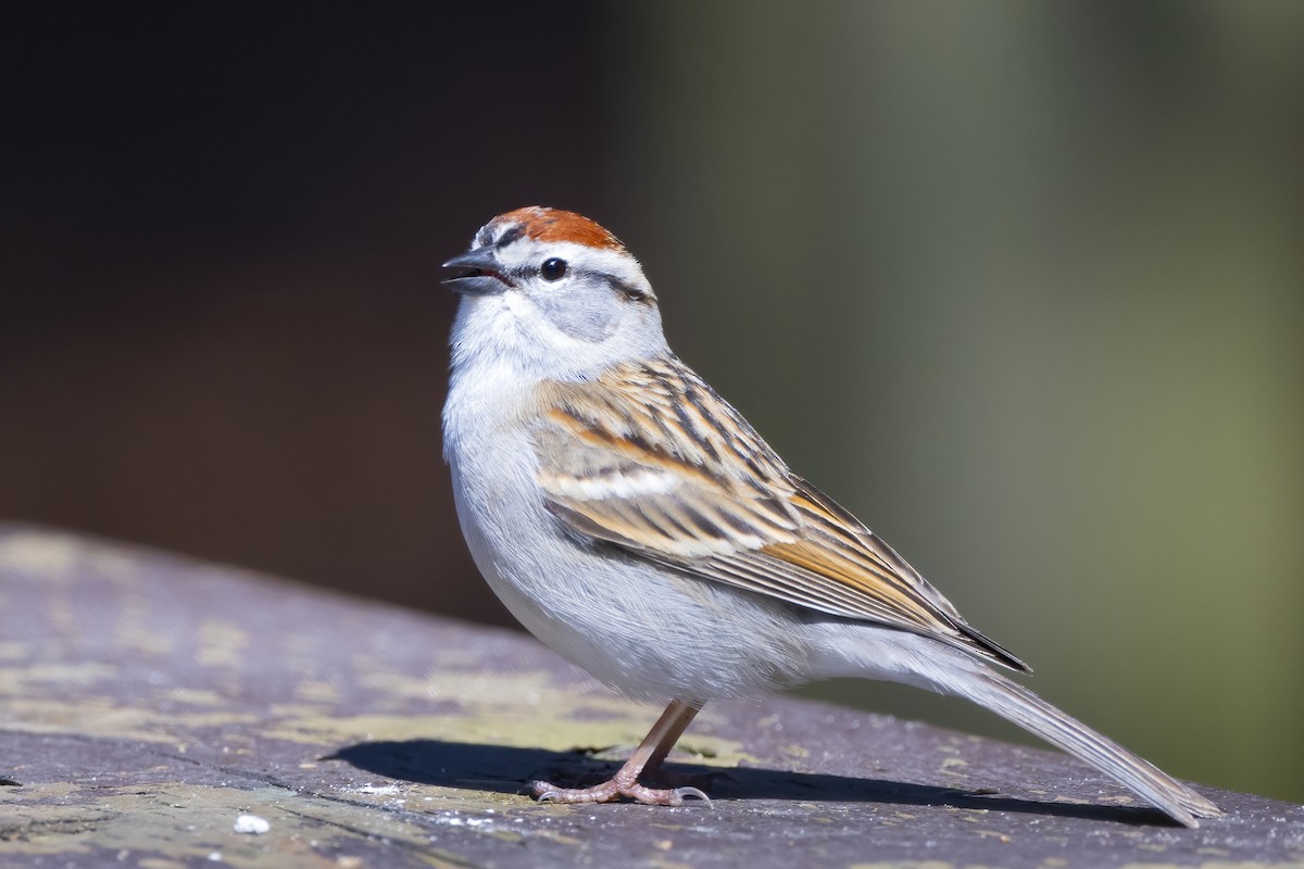 Chipping Sparrow - ML617442450