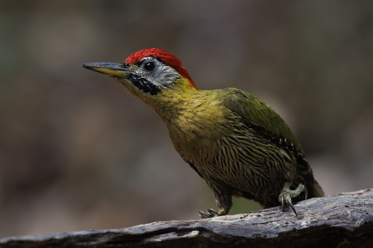 Laced Woodpecker - Sergio Rivero Beneitez