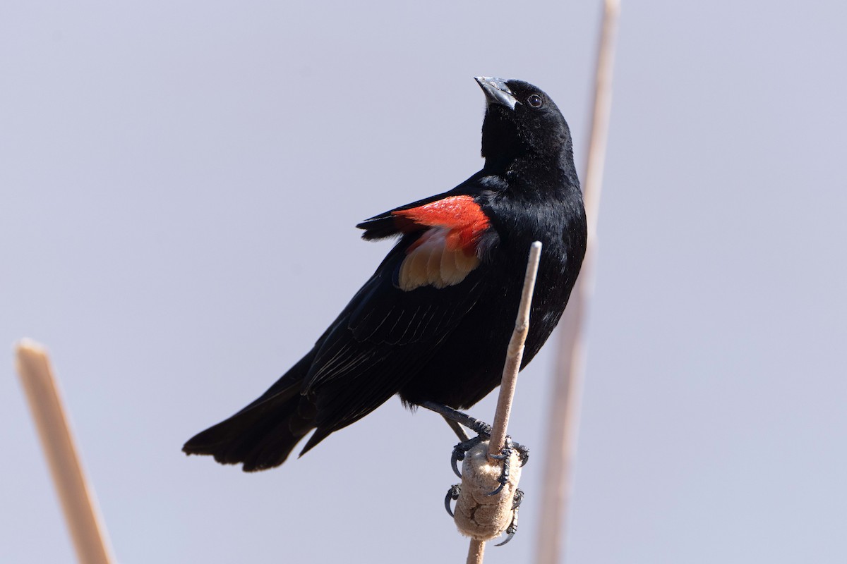 Red-winged Blackbird - ML617442564