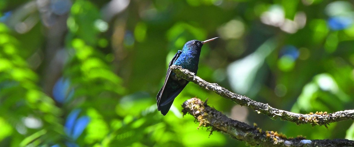 Blue-headed Hummingbird - ML617442598
