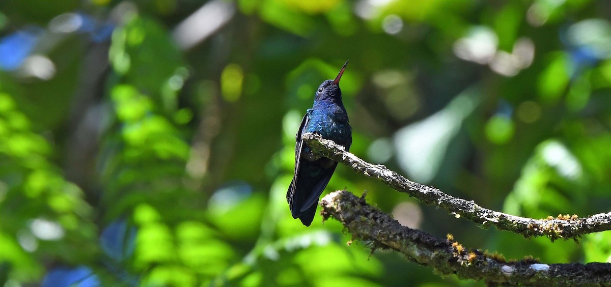Blue-headed Hummingbird - ML617442604