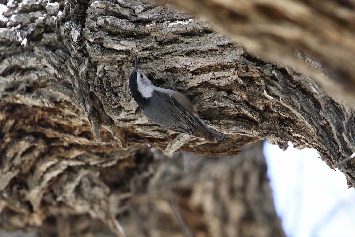 White-breasted Nuthatch - ML617442606