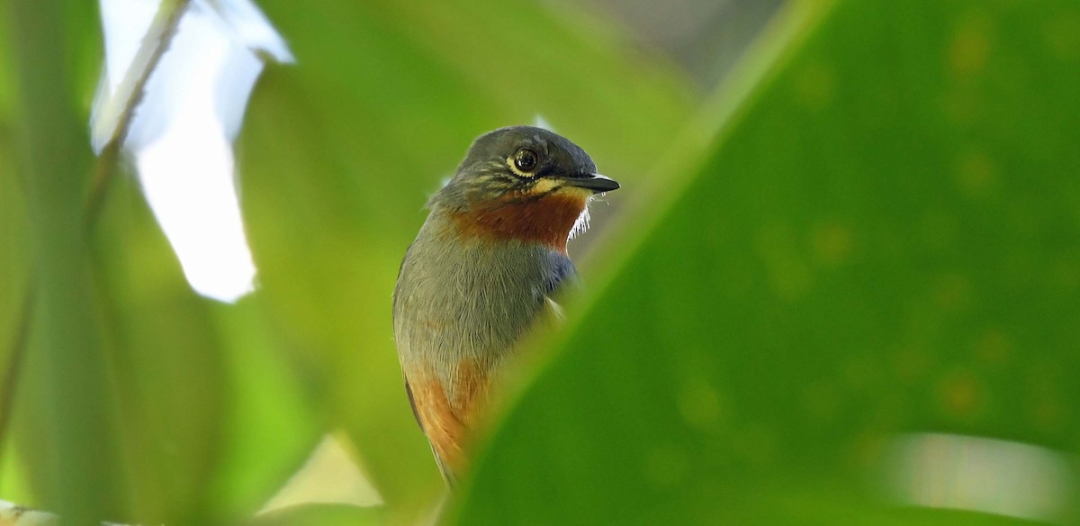 Rufous-throated Solitaire - ML617442619