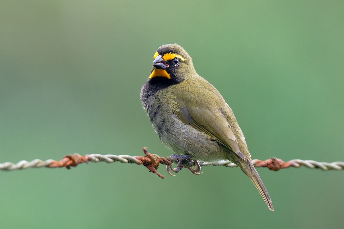 Yellow-faced Grassquit - Zbigniew Wnuk