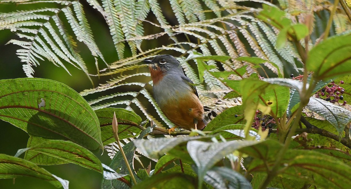 Rufous-throated Solitaire - ML617442626