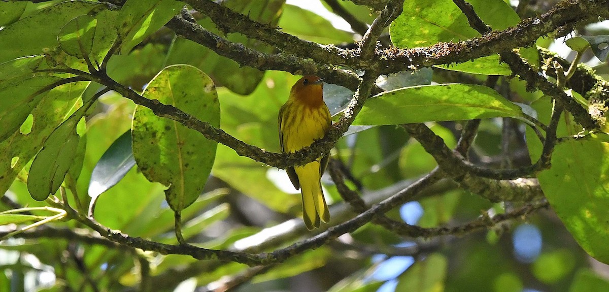Yellow Warbler (Golden) - ML617442630