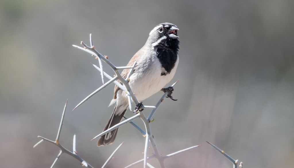 Black-throated Sparrow - ML617442699