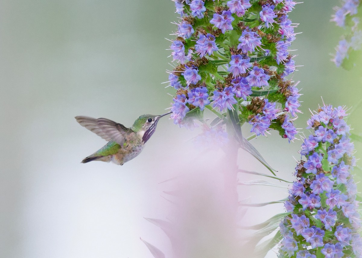 Calliope Hummingbird - ML617442732
