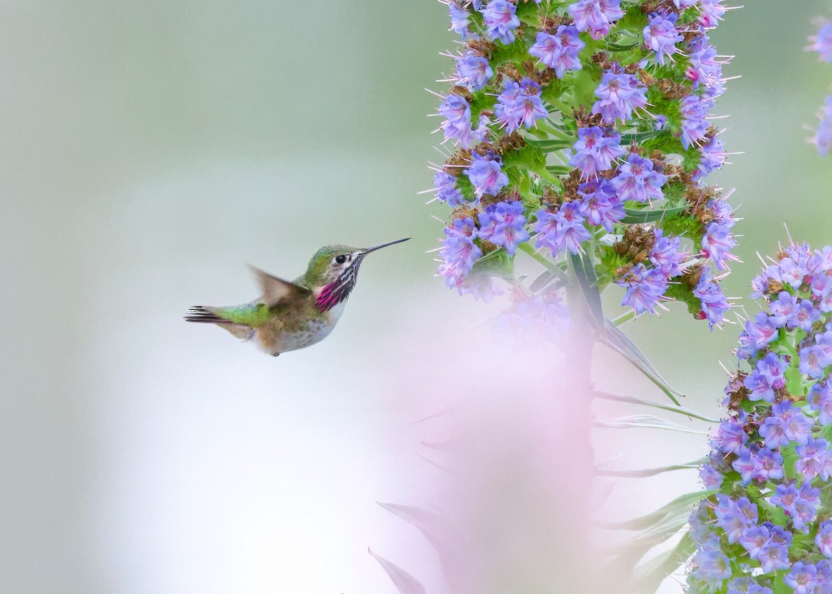 Calliope Hummingbird - ML617442735