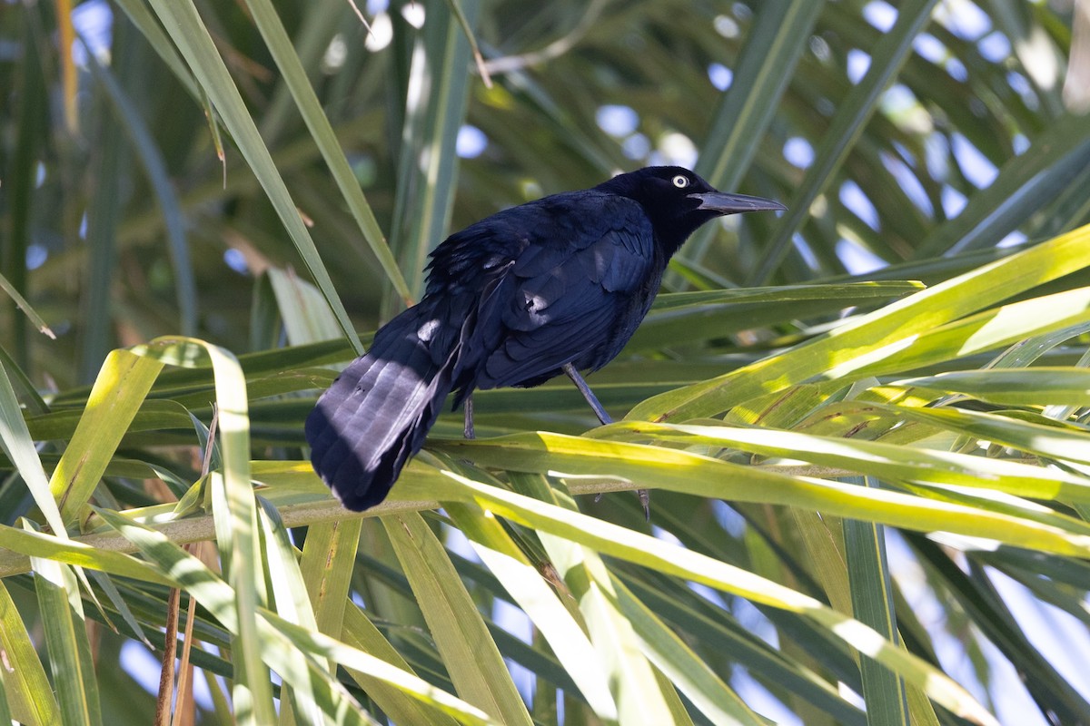 Great-tailed Grackle - ML617442784