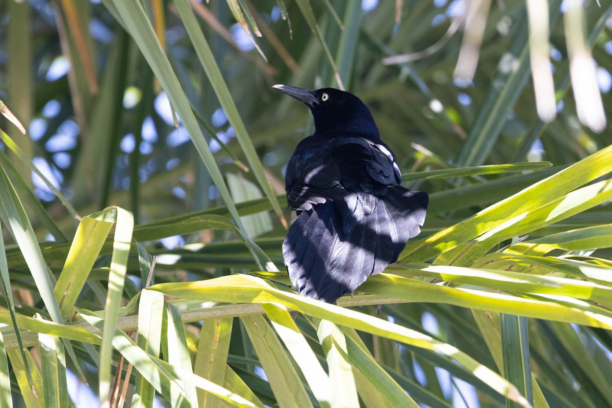 Great-tailed Grackle - Robert Lawshe