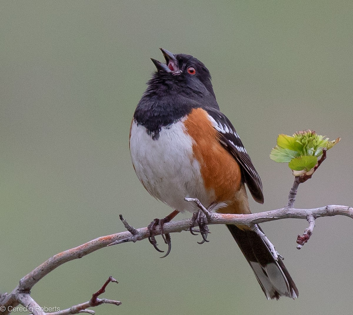 Spotted Towhee - ML617442811