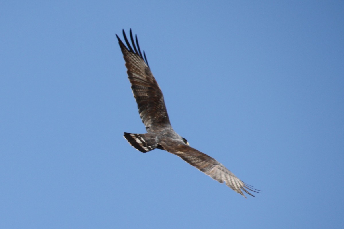 Zone-tailed Hawk - ML617442820